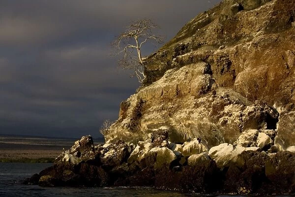 Seabird colonies on the Mariellas islands, evening light, off Isabela, Galapagos; with Palo Santo tree