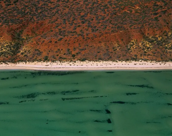 Framed Print : Seagrass bed / dugong habitat at Herald Bight (Dugong dugon) Shark Bay, Peron Peninsula, Western Australia JPF43590 Framed Print : Seagrass bed / dugong habitat at Herald Bight (Dugong dugon) Shark Bay, Peron Peninsula, Western Australia JPF43590