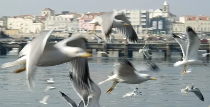 Framed Print : Seagull close-up - Peniche, Portugal. Because of the vibrant activity at this major Portugese fishing port, the quays are swarming with seagulls. November Framed Print : Seagull close-up - Peniche, Portugal. Because of the vibrant activity at this major Portugese fishing port, the quays are swarming with seagulls. November