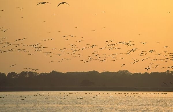 Seagull Flock in flight over Hickling Broad at Sunset Norfolk UK
