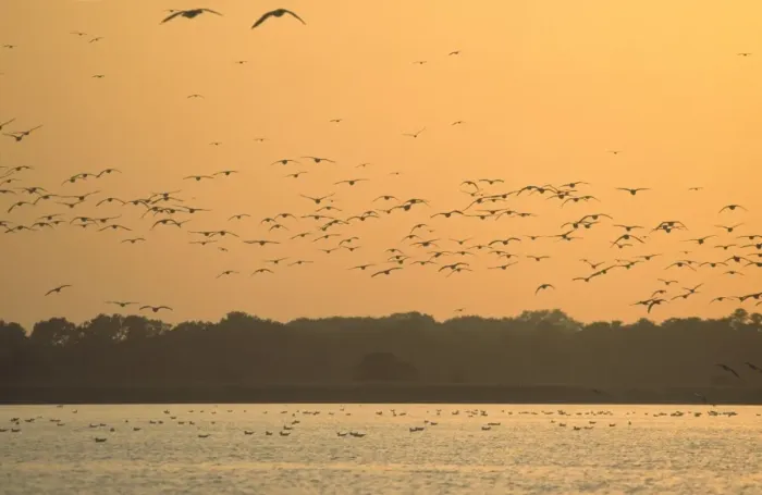 Framed Print : Seagull Flock in flight over Hickling Broad at Sunset Norfolk UK