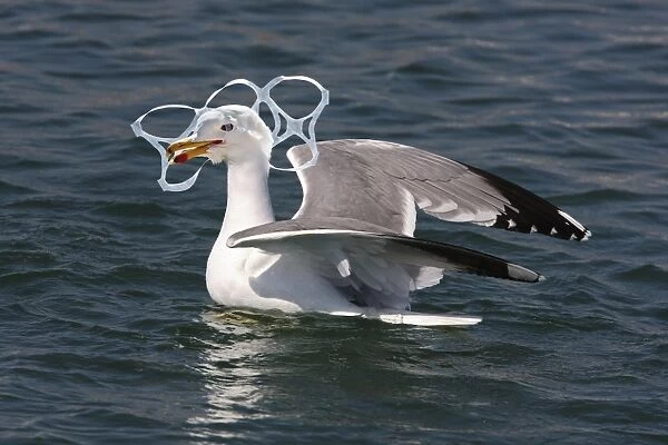 Seagull with head entangled in plastic six-pack ring