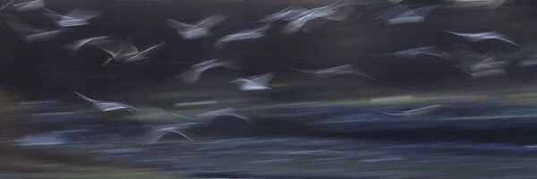 Seagulls - in flight - using a slow shutter speed to enhance movement