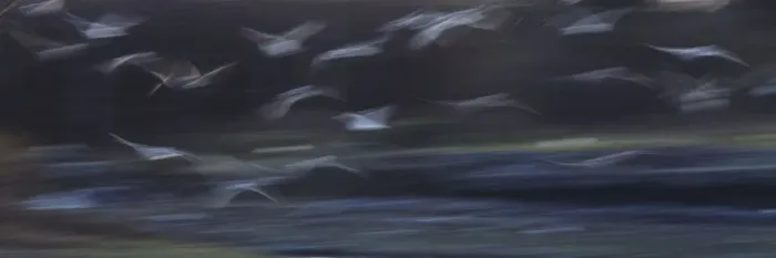 Framed Print : Seagulls - in flight - using a slow shutter speed to enhance movement Framed Print : Seagulls - in flight - using a slow shutter speed to enhance movement