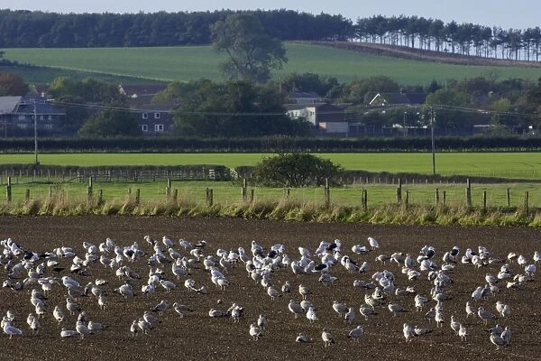 Seagulls - flock resting on ploughed field beside North Sea, autumn. Northumberland, UK