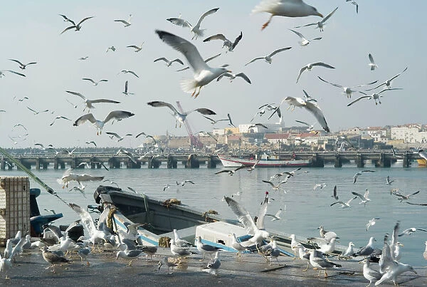 Seagulls at Peniche, Portugal. Just one hours drive north From Lisbon, this is a major fishing and canning port. Not surprisingly, the seagulls are numbered in their thousands. November
