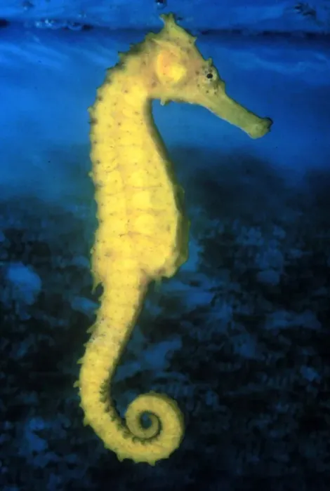 Framed Print : SEAHORSE. HB-1327. SEAHORSE. Hippocampus kuda Framed Print : SEAHORSE. HB-1327. SEAHORSE. Hippocampus kuda