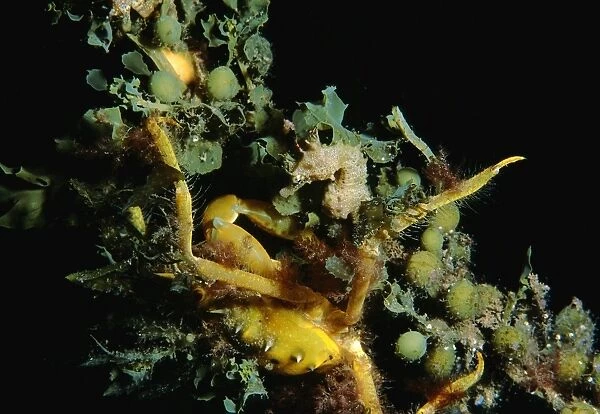Seahorse, Hippocampus breviceps, A seahorse with a Spider Crab, Naxia aurita, crawling over it, Edithburgh, South Australia, Australia, Southern Ocean