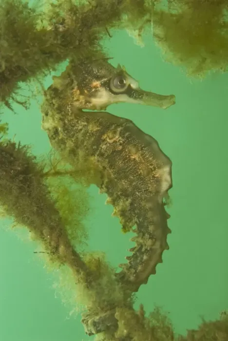 Framed Print : Seahorse - male - Commonly seen in bays and sheltered areas - Sydney Harbour, Australia Framed Print : Seahorse - male - Commonly seen in bays and sheltered areas - Sydney Harbour, Australia