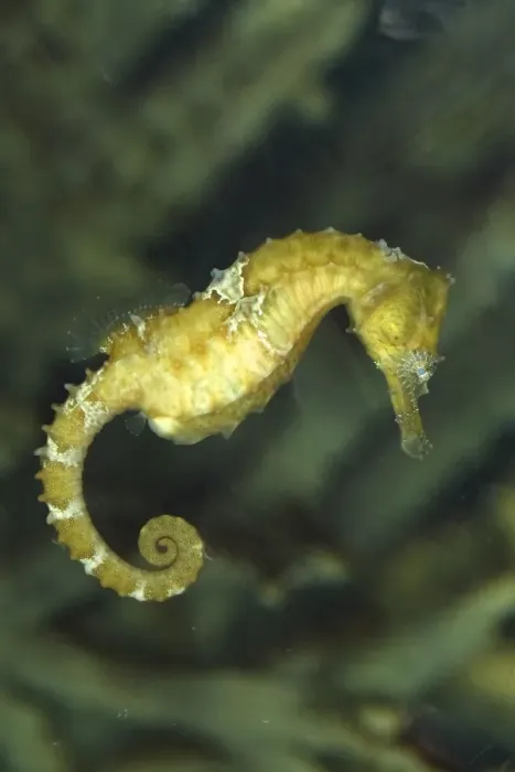 Framed Print : Seahorse. Vancouver aquarium. Canada. Order: Gasterosteiformes  /  Syngnathiformes