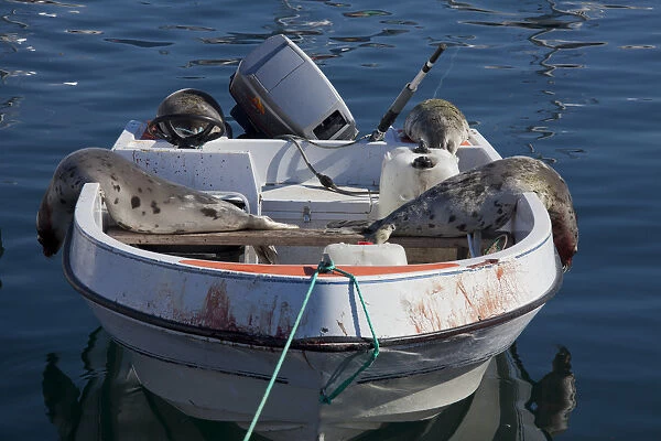 Seal hunting - killed Harp seals on boat - Uummannaq