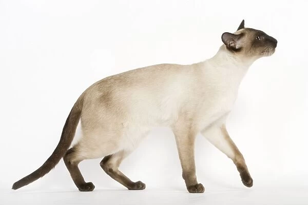 Seal Point Siamese Cat