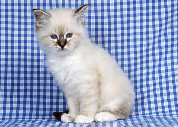 Seal Tabby Birman Cat - kitten on blue gingham