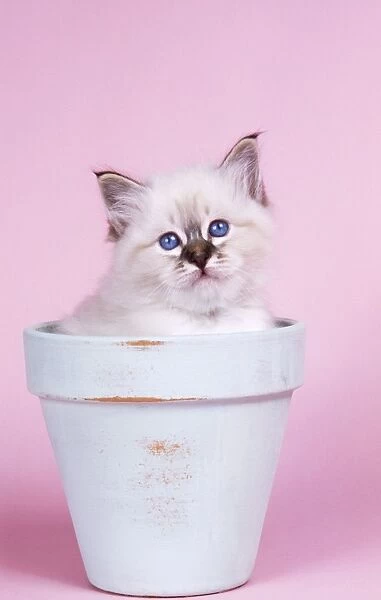 Seal Tabby Birman Cat - kitten in flowerpot