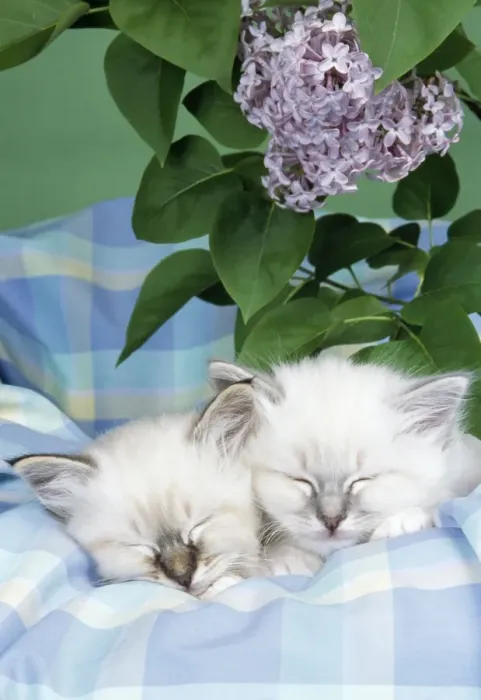 Framed Print : Seal Tabby & Blue Tabby Birman Cats - asleep on check material Framed Print : Seal Tabby & Blue Tabby Birman Cats - asleep on check material