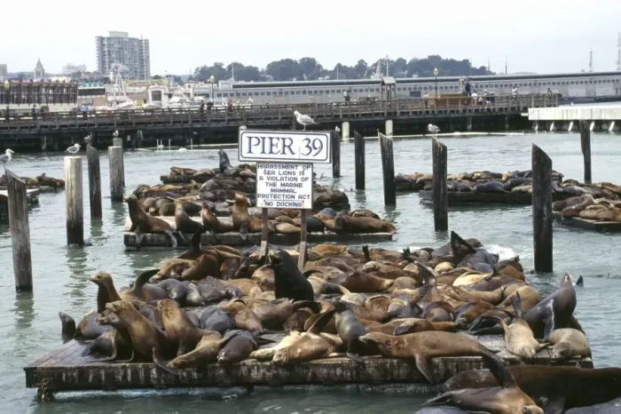 Framed Print : Sealions - at Pier 39, San Francisco California, United States