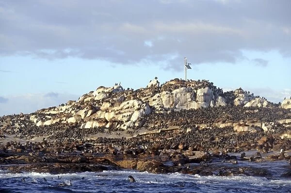 Seals - Seal Island - False Bay, South Africa