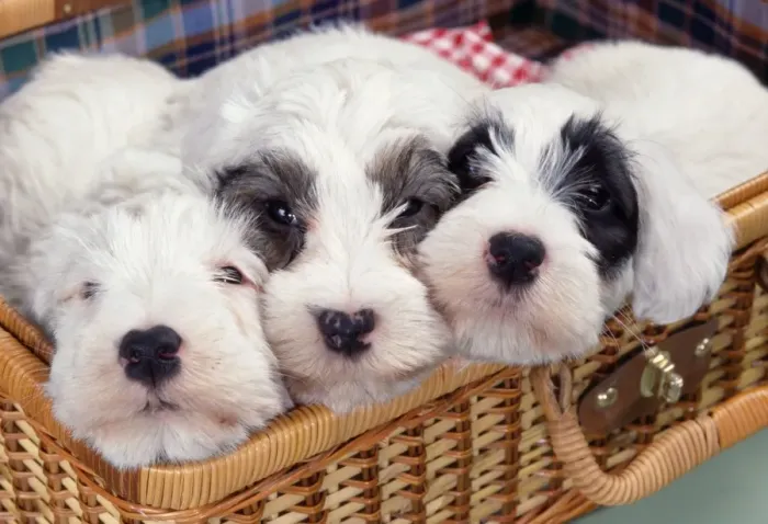 Framed Print : Sealyham Terrier Dog JD 13044E Puppies in picnic basket © John Daniels / ardea. com Framed Print : Sealyham Terrier Dog JD 13044E Puppies in picnic basket © John Daniels / ardea. com
