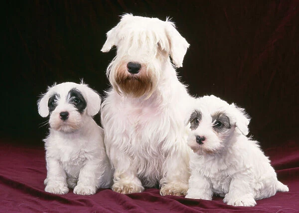 Sealyham Terrier - Dog and puppies sitting down