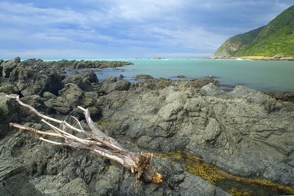 Seascape rugged rocks and tree trunk washed ashore along the coastline of Kaikoura Kaikoura, Canterbury, South Island, New Zealand