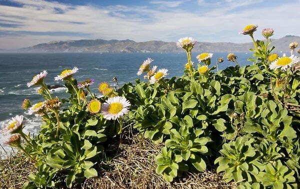 Seaside Fleabane  /  Beach Aster  /  Seaside Daisy - in native habitat on cliffs - San Francisco Bay - California