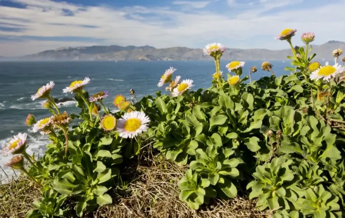 Framed Print : Seaside Fleabane / Beach Aster / Seaside Daisy - in native habitat on cliffs - San Francisco Bay - California Framed Print : Seaside Fleabane / Beach Aster / Seaside Daisy - in native habitat on cliffs - San Francisco Bay - California