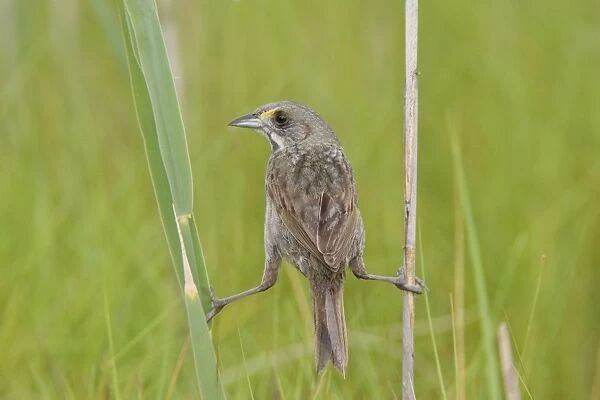 Seaside Sparrow - holding on to reeds - June - Connecticut - USA