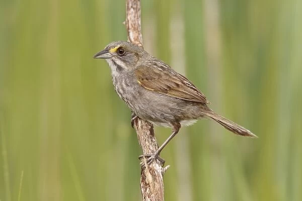 Seaside Sparrow - June - Connecticut - USA