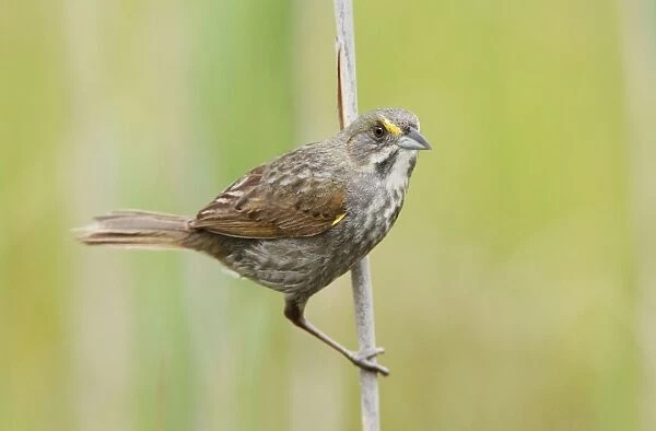 Seaside Sparrow - June - Connecticut - USA