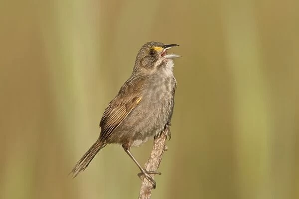 Seaside Sparrow - singing - June - Connecticut - USA