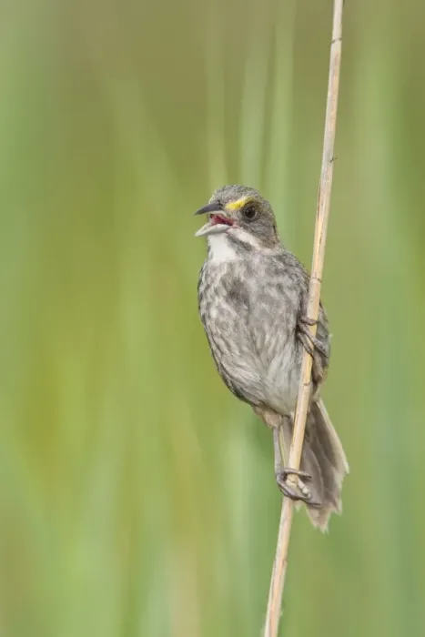 Framed Print : Seaside Sparrow - singing - June - Connecticut - USA Framed Print : Seaside Sparrow - singing - June - Connecticut - USA