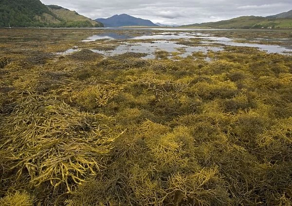 Seaweed. ROG-11560. Seaweed. Scotland. Ascophyllum nodosum var