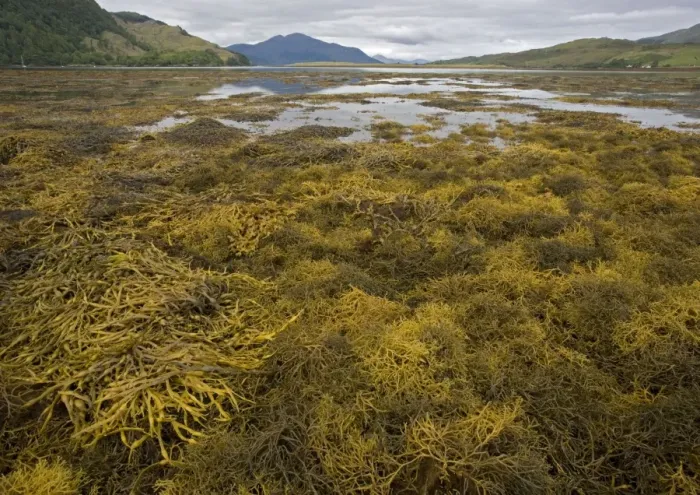 Framed Print : Seaweed. ROG-11560. Seaweed. Scotland. Ascophyllum nodosum var Framed Print : Seaweed. ROG-11560. Seaweed. Scotland. Ascophyllum nodosum var