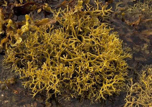 Seaweed. ROG-11556. Seaweed. Scotland. Ascophyllum nodosum var