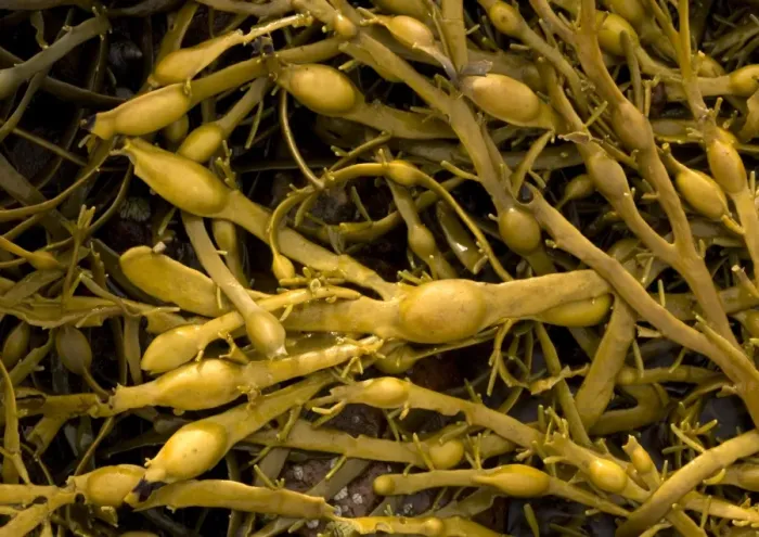 Framed Print : Seaweed. ROG-11557. Seaweed - showing bladders Framed Print : Seaweed. ROG-11557. Seaweed - showing bladders