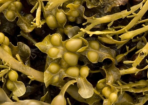 Seaweed. ROG-11559. Seaweed. UK. Fucus vesiculosus