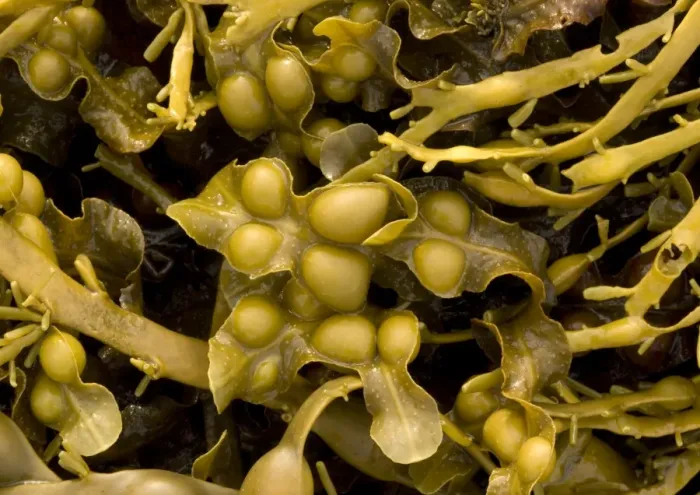 Framed Print : Seaweed. ROG-11559. Seaweed. UK. Fucus vesiculosus Framed Print : Seaweed. ROG-11559. Seaweed. UK. Fucus vesiculosus