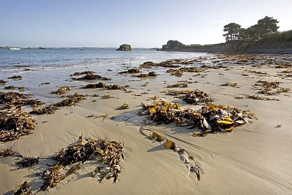 Seaweed on beach - Pors Hir - Brittany - France