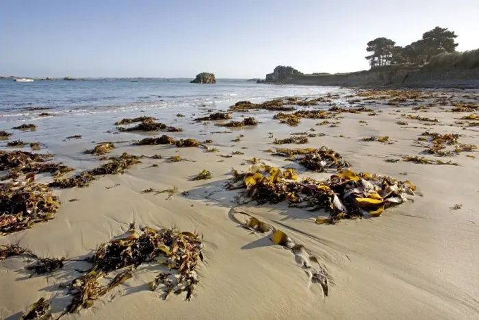 Framed Print : Seaweed on beach - Pors Hir - Brittany - France Framed Print : Seaweed on beach - Pors Hir - Brittany - France