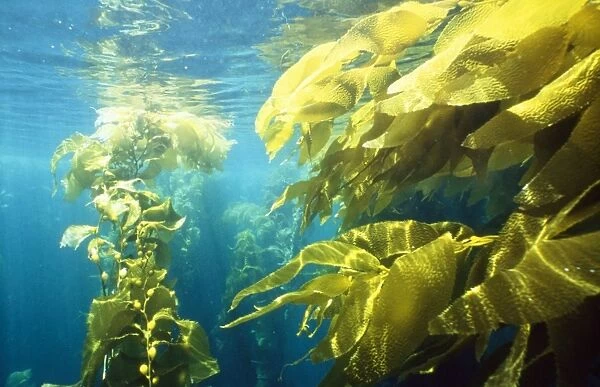 Seaweed Kelp Forest Channel Islands, California, USA