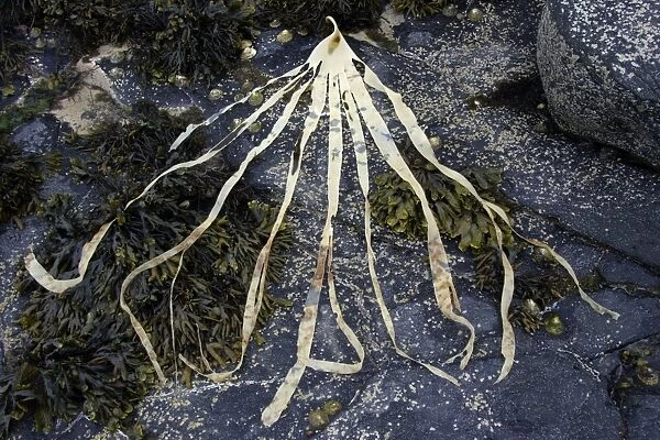 Seaweed-Kelp frond on seashore at low tide, Northumberland UK