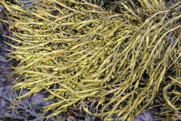 Seaweed - at low tide, showing air filled bladders. Northumberland, UK
