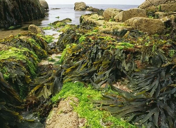 Seaweed - Mixed seaweed in granite rockpool. Brittany Ile Grande France