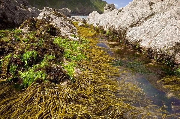 Seaweed - in rock pools - mainly Brown Tuning Fork Weed (Bifurcaria bifurcata) - Shipload Bay - Hartland Point (National Trust) - north Devon coast