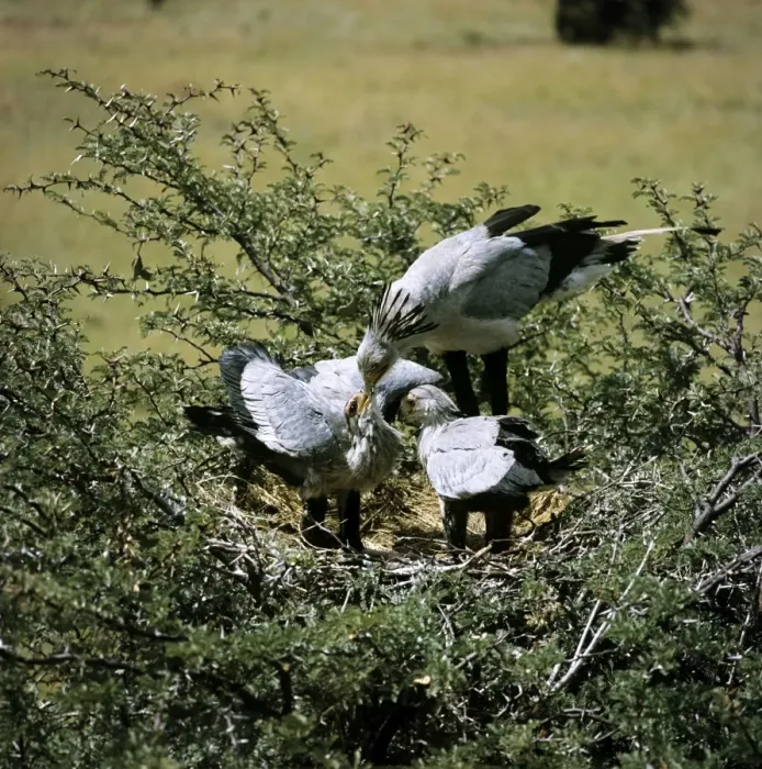 Framed Print : Secretary Bird - feeding chicks water Framed Print : Secretary Bird - feeding chicks water