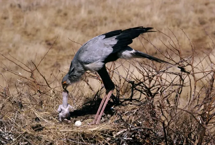 Framed Print : Secretary Bird - feeding water to chick Framed Print : Secretary Bird - feeding water to chick