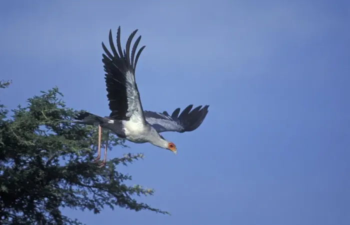 Framed Print : Secretary Bird - in flight Framed Print : Secretary Bird - in flight