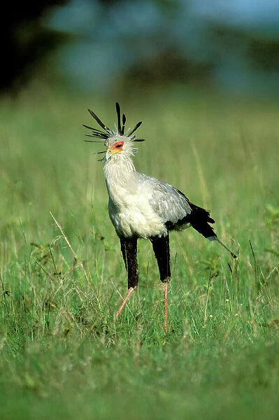 Secretary bird - Masai Mara National Reserve - Kenya JFL11238