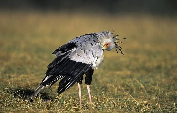 Secretary Bird - preening itself - KwaZulu Natal - South Africa
