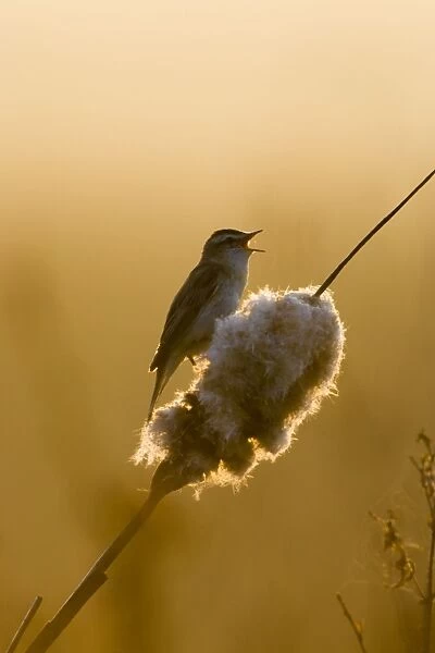 Sedge Warbler Backlit in early morning sunshine singing from a bullrush. Cleveland. UK